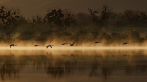 ISFA Gold Medal+ $150 USD